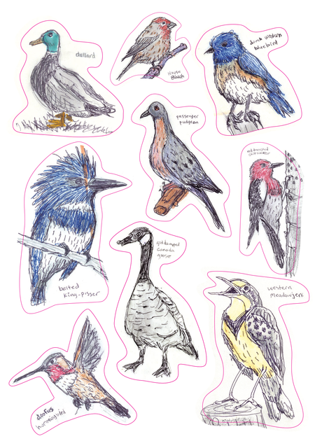 Stickers for  Exclusive 5-Year Anniversary Edition of The Field Guide to Dumb Birds of North
America